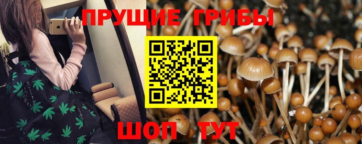 Галлюциногенные грибы Psilocybe Мичуринск